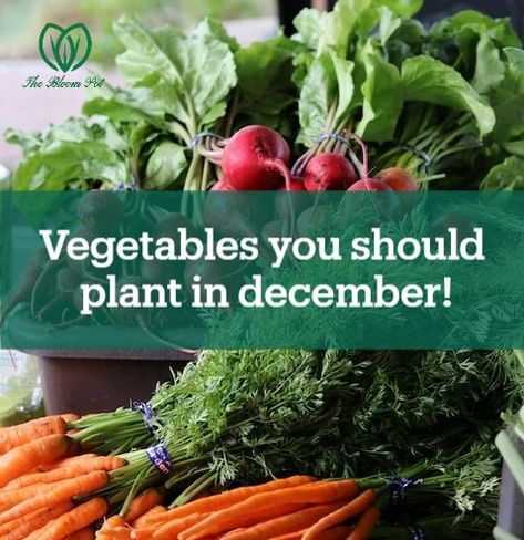 A list of all the vegetables you can grow during December. Planting Veggies, Growing Winter Vegetables, Vegetables To Plant, Plant Vegetables, Winter Vegetables Gardening, California Winter, Kinds Of Vegetables, Winter Vegetables, Winter Plants