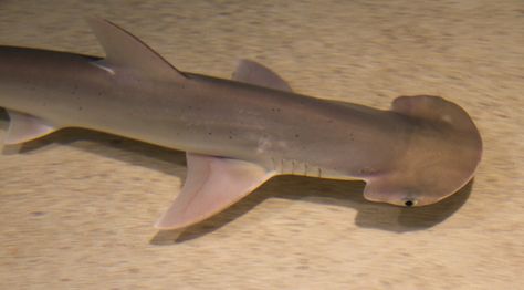 Sphyrna tiburo - ch.12 p.264 Bonnethead Shark, Silly Sharks, Types Of Sharks, Cool Sharks, Animals Care, Hammerhead Shark, Cute Shark, Aquatic Animals, Florida State University