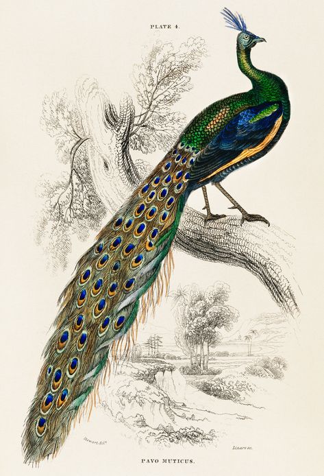 The Naturalist’s Library by Sir William Jardine (183… | Flickr Peacock Wall Art, Sir William, Bird Poster, Poster Store, Illustration Wall Art, Bird Wall Art, Illustration Vintage, Vintage Poster Art, Vintage Birds