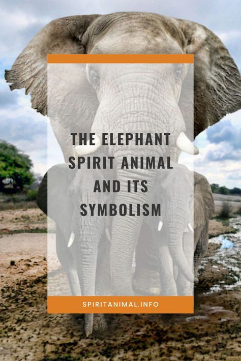 In many cultures, elephants are featured as symbols of power, wisdom, inspiration, and reverence. Find out more abut this powerful spirit animal. #spiritanimals #animaltotems #elephant What Does An Elephant Symbolize, Elephant Spiritual Meaning, Spirit Animal Quotes, Elephant Symbolism, Elephant Spirit Animal, Symbols Of Wisdom, Tribe Quotes, Elephant Meaning, Spirit Animal Quiz