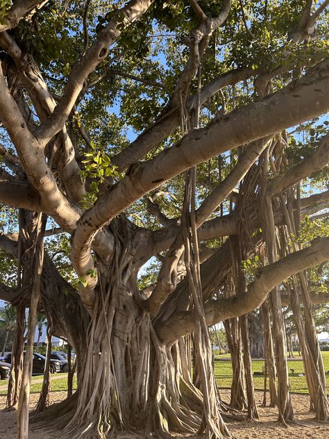 Planting Trees Aesthetic, Large Tree Aesthetic, Batang Pohon Aesthetic, Roots Aesthetic Tree, Huge Trees Aesthetic, Giant Tree, Warrior Cat Oc, Cat Oc, Banyan Tree