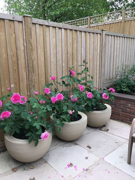 Rose Plant In Pot, Rose Bush Planter Ideas, Rose Bush In Front Of House, Roses In Pots Ideas Patio, Roses In Pots Ideas, Urbis Planters, Rose Planter Ideas, Rose Bushes In Pots, Roses In Planters