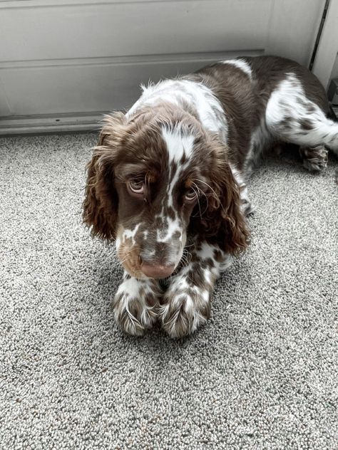 Dog Springer Spaniel, Puppy Springer Spaniel, Cute Springer Spaniel Puppies, English Spaniel Springer, English Spaniel Cocker, Golden English Cocker Spaniel Puppy, Brown Springer Spaniel, Brown And White Cocker Spaniel, Springer Spaniel Aesthetic