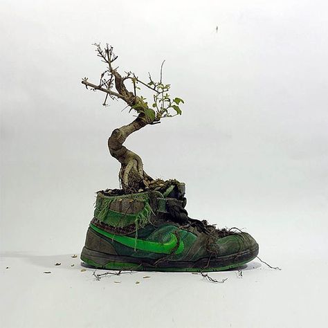 Nike shoe bonsai tree Mr Plant, Old Nikes, Chia Pet, Creative Shoes, Urban Street Art, Low Poly Art, Tree Trunks, Blooming Plants, Nike Vintage