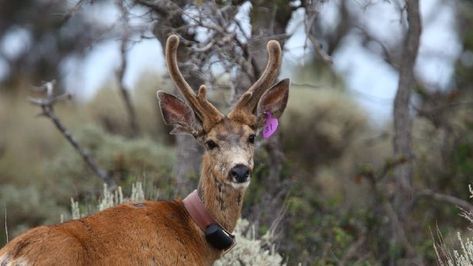 Female Deer, Male Deer, High Testosterone, Hormone Replacement, Southern Utah, Antlers, Utah