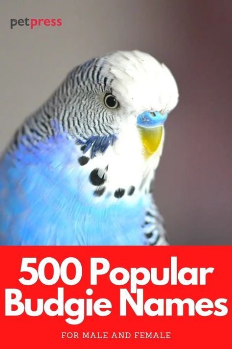 500 Most Popular Names for Budgies for Boys and Girls | PetPress Budgie Names, Parakeet Names, Budgie Food, Baby Budgies, Parakeet Care, Bird Names, Green Budgie, Green Parakeet, Blue Budgie