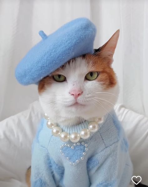 Cat In Outfit, Cats In Dresses, Cats Wearing Clothes, Cat In Clothes, Cat Modeling, Cutest Cats Ever, Cat Plants, I Love Cats, Image Chat