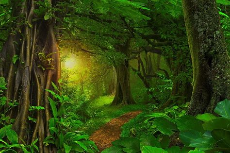 Magical forest, pretty, forest, glow, lovely, greenery, bonito, fairytale, trees, fantasy, magical, path, tunnel, enchanted, HD wallpaper Jungle Background, Backdrops Kids, Jungle Tree, Amazon Forest, Green Jungle, Forest Backdrops, Forest Wall Mural, Evergreen Forest, Scenery Photography