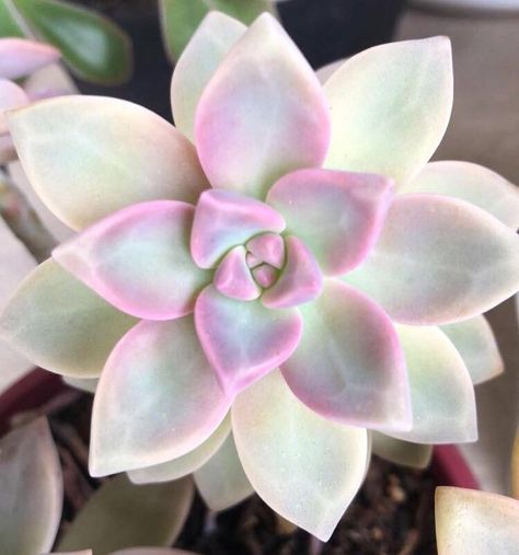 Pearl Succulent, Replanting Succulents, Ghost Plant, Succulent Garden Diy, Propagating Succulents, Overwintering, Succulents Indoor, Hardy Plants, Rare Succulents