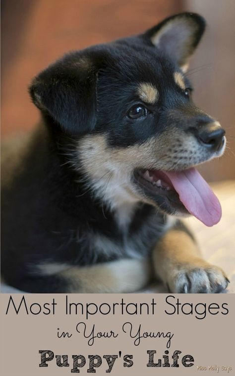 Most Important Stages in Your Young Puppy's Life Homemade Pet Treats, Puppy Life, Animal Nutrition, Life Stages, Pet Training, Pet Treats, German Shepherds, Family Pet, Pet Health