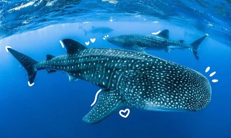 Shark whale sea ocean blue Shipping Poses, Whale Sharks, Whale Shark, Sharks, Water, Blue