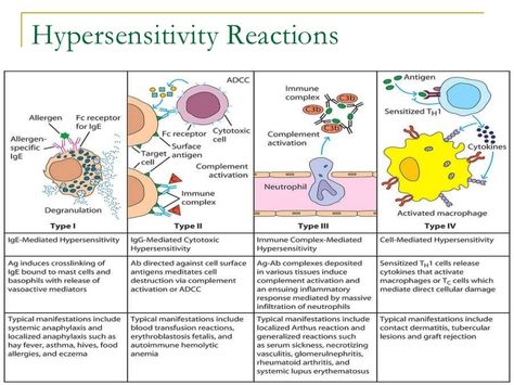 Hypersensitivity reactions lecture notes Hypersensitivity Reactions Nursing, Immunology Study Notes, Np School, Hypersensitivity Reactions, Medical Student Study, Medical Laboratory Science, Biology Lessons, Nursing School Studying, Nursing School Notes