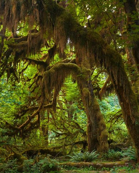 Hoh Rainforest Washington, Pacific Tree Frog, Hall Of Mosses, Roosevelt Elk, Vine Maple, Western Hemlock, Northern Spotted Owl, Hoh Rainforest, Mossy Tree