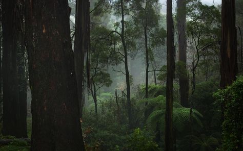 Old forest concept Nature Desktop Wallpaper, Ed Wallpaper, Rainy Wallpaper, Computer Wallpaper Hd, Desktop Wallpaper Macbook, Dark Forest Aesthetic, Dark Green Wallpaper, Sage Green Wallpaper, Dense Forest