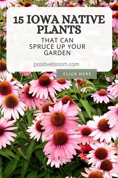 If you live in Iowa or nearby, then check out this article and see the best iowa native plants list with plant descriptions and growing tips! Iowa Garden Ideas, Native Iowa Flowers, Iowa Native Plants, Iowa Landscaping Ideas, Iowa Wildflowers, Iowa Garden, Iowa Landscape, Garden Bushes, Flower Planting Guide