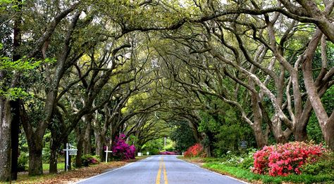 Oak street. Magnolia Springs, Alabama Alabama Travel, Gulf Shores Alabama, Beautiful Town, Gulf Shores, On The Road Again, Gulf Coast, Small Towns, Bed And Breakfast, Places To See