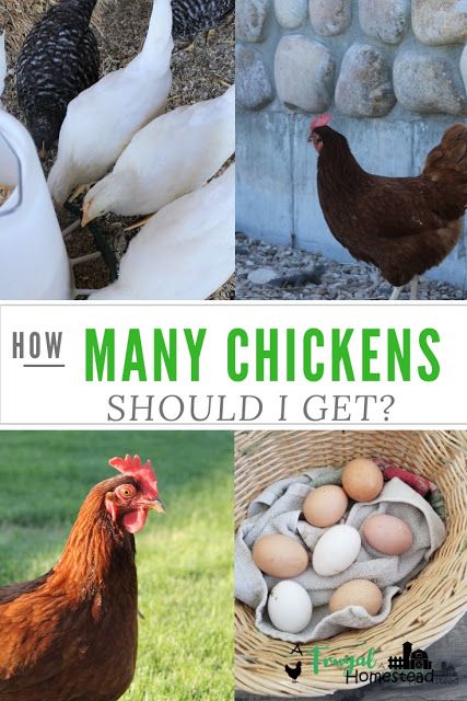 Best Chickens For Eggs, Raising Chickens For Eggs, Chickens For Eggs, Protein Deficiency, Molting Chickens, Raising Meat Chickens, Raising Turkeys, Raising Chicks, Backyard Chicken Farming