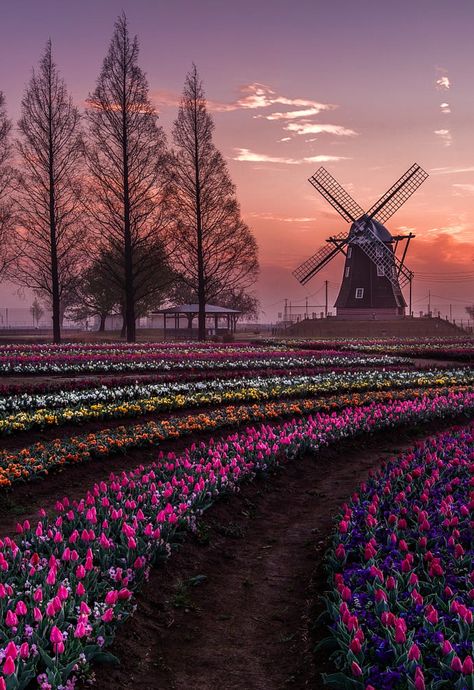 Rainbow farm ~ Jormungand Pretty Places, Places Around The World, Beautiful Sunset, Beautiful Scenery, Travel Dreams, Beautiful World, Beautiful Landscapes, Wonders Of The World, Places To See