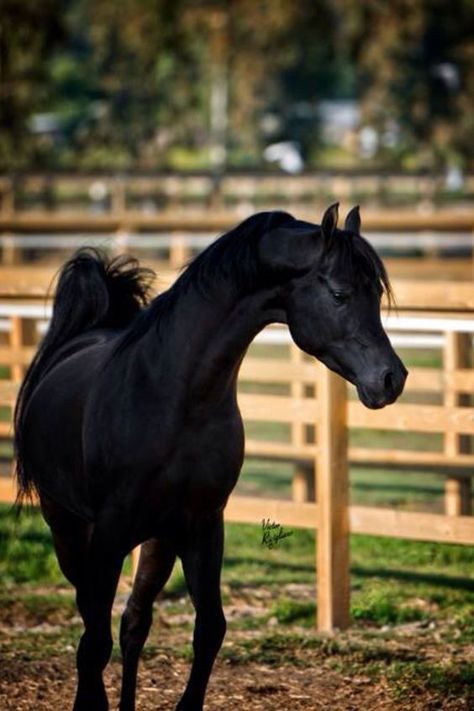 Arabian horse Egyptian show performance native costume ~ Beautiful Black Arabian, so classique Black Horse Running, Horse Sketches, Black Arabian Horse, Arab Horse, Egyptian Arabian Horses, Heavenly Creatures, Majestic Horses, Horse Running, Arabian Stallions