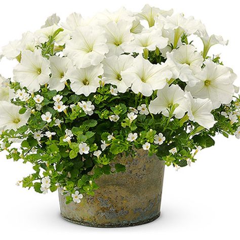 I Do | Proven Winners White Petunias In Pots, White Flowers In Pots, Sutera Cordata, White Petunias, Front Porch Flowers, White Flower Pot, Patio Flowers, Porch Flowers, Container Garden Design