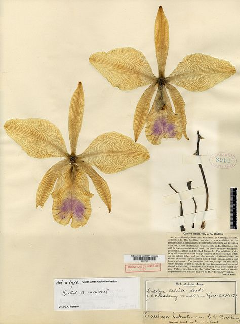 nybg:  wapiti3:  Cattleya labiata var. roeblingii Ames on Flickr. Via Flickr: Oakes Ames Orchid Herbarium (AMES) This cattleya was exhibit a... Cara Marie Piazza, Drying Flowers, Framed Flower Art, Nothing But Flowers, Dry Flower, Pressed Flower Art, Diy Crafts To Do, Nature Journal, Botanical Illustration