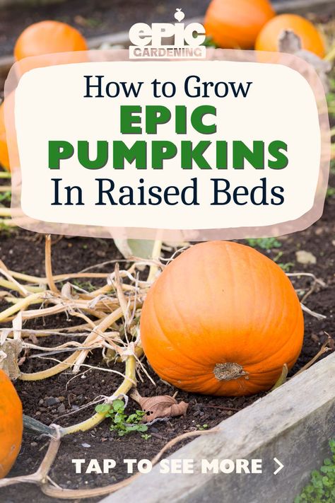 Several pumpkins growing in a raised, wood, garden bed Growing Pumpkins In Raised Bed, How To Grow Pumpkins, Raised Bed Garden Layout, Grow Pumpkins, Epic Gardening, Diy Raised Garden Bed, Growing Vegetables At Home, Raised Bed Garden, Growing Pumpkins