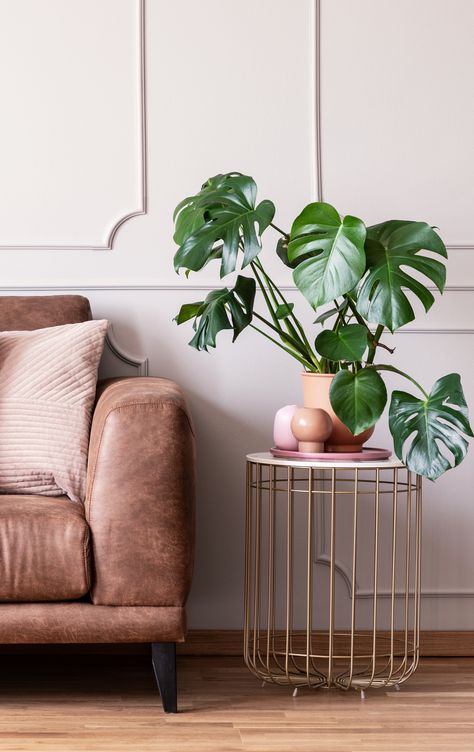 How to Care for Monstera Plants Monstera Interior, Logo Plant, Monstera Plant Care, Understory Plants, Gray Interiors, Low Maintenance Indoor Plants, Monstera Plant, House Plants Decor, Tropical Forest