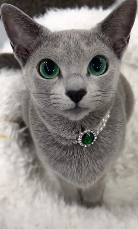 Korat, Russian Blue Cat, Gorgeous Cats, Cute Dog Pictures, Cute Cats Photos, Blue Cat, Russian Blue, Blue Cats, Cute Cats And Dogs