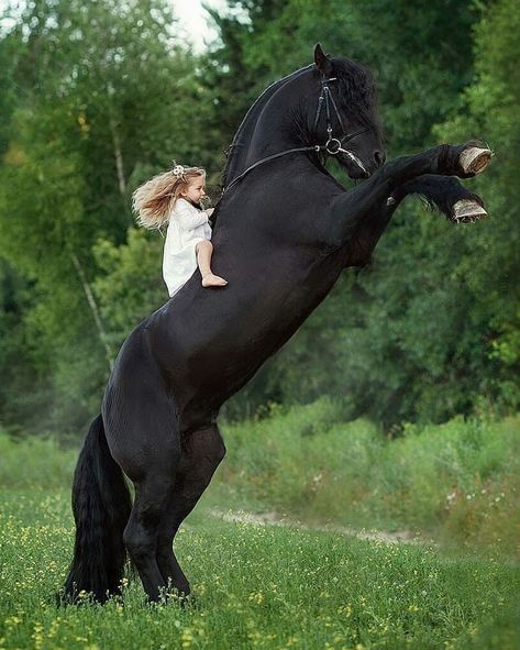 Regnul Animal, Beautiful Horses Photography, Big Horses, Funny Horses, Black Horses, Most Beautiful Horses, Friesian Horse, Cute Horses, Horse Photos