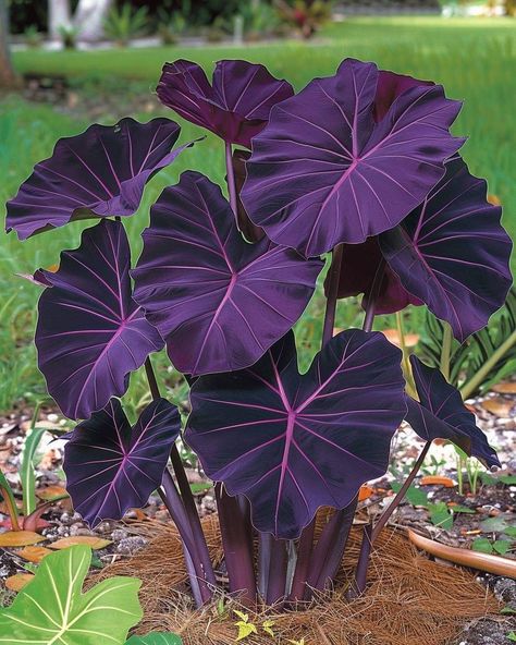 Alocasia Black Velvet, Anthurium Flower, Alocasia Plant, Gothic Garden, Miniature Plants, Pretty Plants, Green Nature, Exotic Plants, Farm Gardens