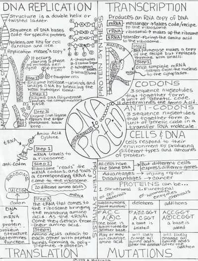 Dna Notes Aesthetic, Protein Synthesis Notes, Dna Replication Notes, Dna Notes, Batman Workout, Vet School Motivation, Dna Sequencing, Biochemistry Notes, Learn Biology