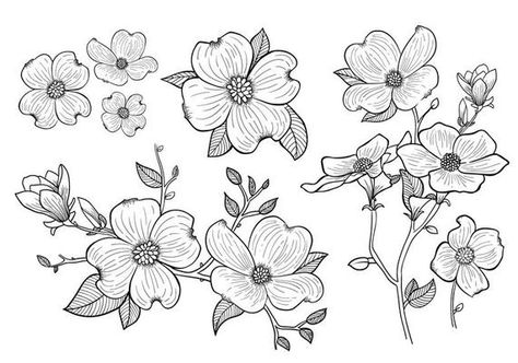 Hand Drawn Dogwood Flowers