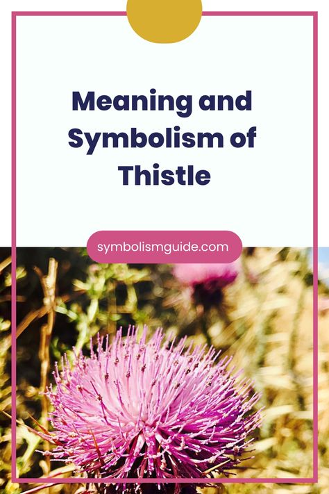 Thistle holds diverse meanings and symbolism in various cultures. It represents resilience, exemplifying strength and adaptability to thrive in harsh Thistle Meaning, Stamp Tattoo, Biennial Plants, Post Animal, Scottish Culture, Thistle Flower, National Symbols, Scottish Thistle, European Culture