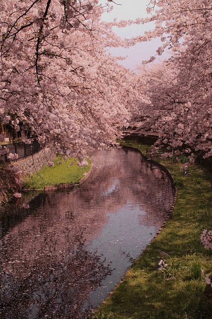 Sakura, cherry blossoms in Japan Cherry Blossom Japan, Sakura Cherry Blossom, Blossom Trees, Cherry Tree, Linkin Park, Flowering Trees, Beautiful Tree, Pretty Places, Japanese Garden