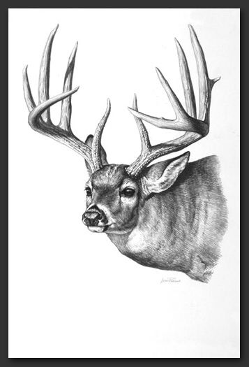 Deer Skull Drawing, Buck Tattoo, Elk Drawing, Elk Tattoo, Deer Skull Tattoos, Deer Tattoo Designs, Deer Sketch, Mule Deer Buck, Hunting Tattoos