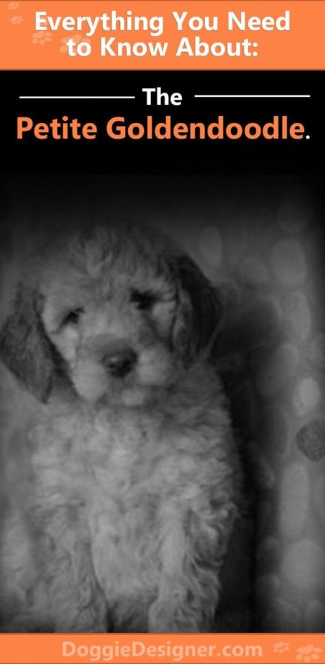 Petite Goldendoodle Dog Breed Info: Pictures, Traits & Facts Petite Goldendoodle, Types Of Goldendoodles, Golden Retriever Poodle, F2 Mini Goldendoodle, Petite Mini Goldendoodle, Minature Goldendoodle, Mini Goldendoodles, F1bb Goldendoodle Mini, Miniture Golden Doodles