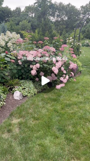 Eric Feml-Nelsen on Instagram: "Yes, it’s true – our garden boasts an incredible 140+ hydrangeas! Some people even call us the Hydrangea Kings! 
We’re thrilled to take you on a journey through each type, sharing our knowledge and passion to help you plan for the upcoming garden season. Get ready to be inspired to bring the beauty of hydrangeas into your own garden. Let’s cultivate a flourishing community of hydrangea enthusiasts together!  Follow us to join the fun!
Here is an overview of the 5 main types of hydrangeas:
	1.	Bigleaf Hydrangea (Hydrangea macrophylla):
	•	Recognized for its large, showy blooms.
	•	Unique feature: Ability to change color based on soil pH, presenting shades of blue or pink.
	2.	Panicle Hydrangea (Hydrangea paniculata):
	•	Characterized by elongated, cone-shaped Bigleaf Hydrangea, Types Of Hydrangeas, Panicle Hydrangea, Hydrangea Paniculata, Hydrangea Macrophylla, Blue Or Pink, Soil Ph, Seasonal Garden, Apartment Building