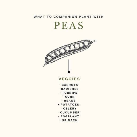 🌿 Companion Planting 101! One of the most common questions I get asked is what is companion planting, and what should I plant beside each other? Companion planting is really quite simple. It’s exactly what it’s name says – planting various types plants that are beneficial to one another together! One of the most commonly known companion planting combinations is tomatoes & basil, but there’s so much more that can be planted with tomatoes including chives, carrots and even marigolds! 🍅 In thi... Planting Combinations, Outdoor Designs, Garden Vegetables, Common Questions, Companion Planting, Outdoor Design, Sustainable Living, Vegetable Garden, Planting