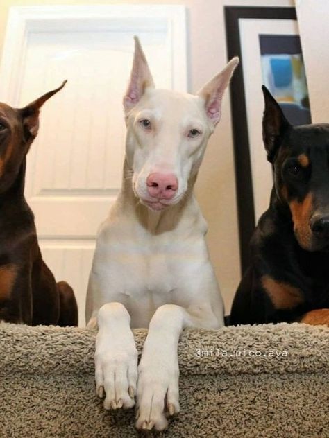 White Doberman Pinscher Puppy, Albino Doberman, Perro Doberman Pinscher, White Doberman, White Doberman Pinscher, Doberman Pinscher Puppy, Bully Breeds Dogs, Doberman Pinscher Dog