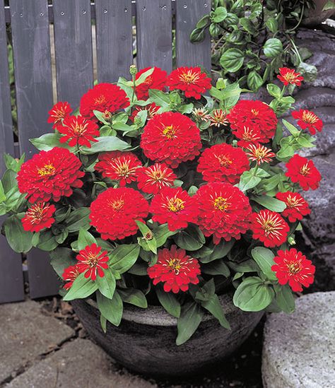 Red Zinnia, Zinnia Seeds, Zinnia Elegans, Making Plant Pots, Perennial Vegetables, Zinnia Flowers, Flower Nail Designs, Annual Flowers, How To Attract Hummingbirds