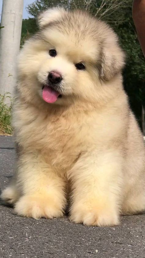 Huge Fluffy Dogs, Alaska Dog, Big Fluffy Dogs, Cute Fluffy Dogs, Cute Dogs Images, Really Cute Puppies, Super Cute Puppies, Cute Animals Puppies, Very Cute Dogs