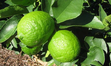 Key Lime Tree, Lemon Plant, Meyer Lemon Tree, Arizona Gardening, Citrus Plant, Desert Climate, Lime Tree, Kaffir Lime, Plum Tree