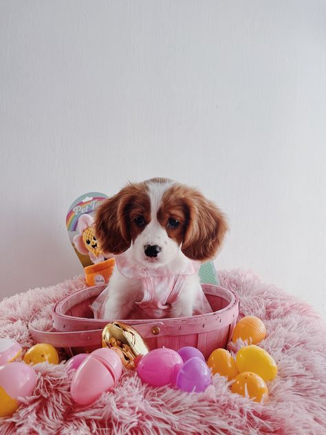 Puppy Easter Photoshoot, Spring Dog Photoshoot, Easter Dog Photoshoot, Dog Easter Pictures, Easter Dog Pictures, Easter Dog Photos, Dog Family Photoshoot, Easter Widgets, Easter Pet Photos