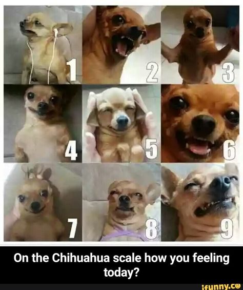 On A Scale Of 1 To 10 Funny, How Are You Feeling Today Chart Funny, How Do You Feel Today Scale, How Do You Feel Today Chart Funny, What Mood Are You Today, How You Feeling Today, Dog Mood Pics, How Do You Feel Today Chart, On A Scale Of How Are You Feeling Today