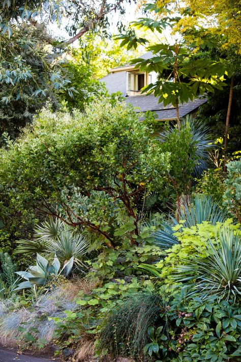 Garden With House, Australian Garden Design, Australian Garden, Front Lawn, Drought Tolerant Plants, Plant Combinations, Home Work, Landscaping Plants, Landscape Architect