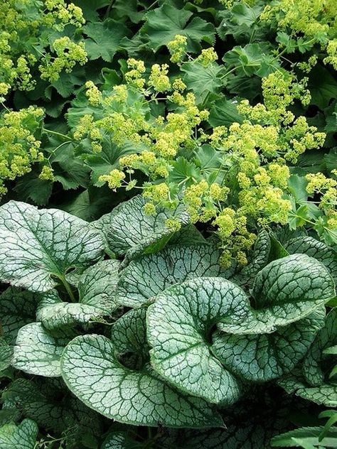 Flora - Deborah Cerbone Associates, Inc. Ladys Mantle, Shade Garden Design, Lady's Mantle, Shade Garden Plants, Hosta Gardens, Shade Perennials, Garden Shrubs, Woodland Garden, White Gardens