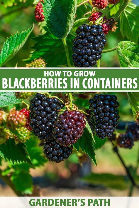 Blackberries In Containers, Blackberry Patch, Fruits Garden, Blackberry Plants, Growing Blackberries, Beautiful Environment, Black Berries, Growing Fruit Trees, Bucket Gardening