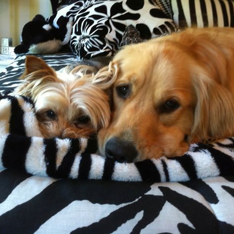 Golden and yorkie- I wish my "kids" were BFFs like this! Golden Retriever And Yorkie, Golden Yorkie, Zayn Malik Tattoos, Yorkie Dogs, Zayn Malik, Little Dogs, Future Baby, Van Life, Yorkie