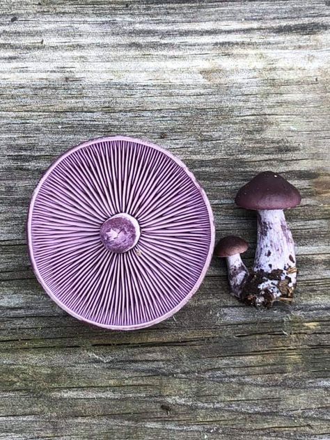 Blewit Mushroom, Wood Blewit, Pink Fungi, Mushroom Inspiration, Fungi Species, Mushrooms Under Microscope, Spores Fungi, Fungi Mycelium, Mycena Chlorophos Mushroom