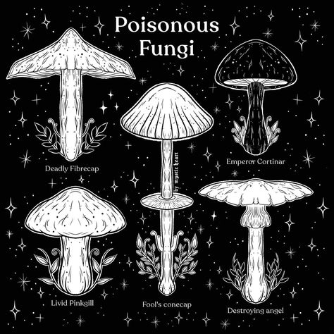 Poisonous Mushrooms Art, Poisonous Mushrooms Illustration, Poison Mushroom Tattoo, Deadly Mushrooms, Poison Mushroom, Mushroom Background, Mushrooms Art, Wild Mushroom Photography, Mushroom Girl